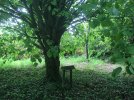 Arboretum Pleumeur-Bodou Parc du Radôme