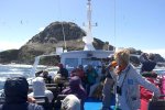 Sortie en bateau commentée par un guide ornithologue de la LPO, autour de la (...)