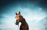Chevaux, par Julien Champolion