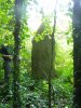 Menhir de Bringwiller en Trégastel